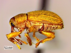 Lignyodes helvolus