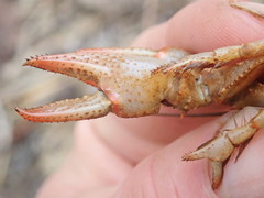 Lacunicambarus dalyae