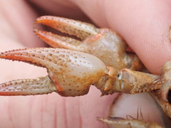 Lacunicambarus dalyae