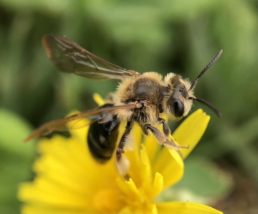 Barbara's Mining Bee