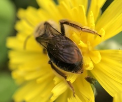 Andrena barbara