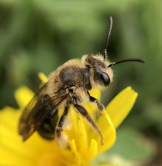 Andrena barbara