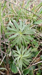 Delphinium nuttallii