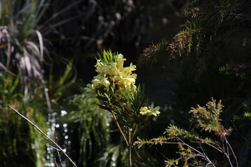 Image of Ixianthes retzioides by (c) Tony Rebelo, some rights reserved (CC BY-SA)