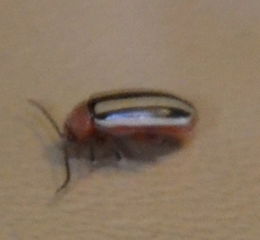 Disonycha leptolineata