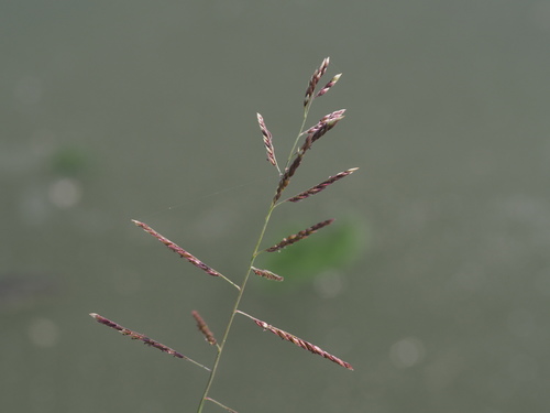 Eriochloa procera