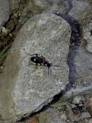 Anthelephila pedestris