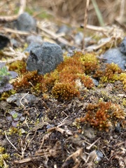 Imbribryum subapiculatum