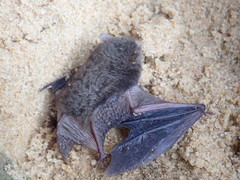 Myotis grisescens