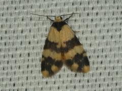Thallarcha chrysochares