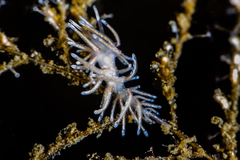 Rubramoena rubescens
