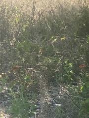 Gaillardia × grandiflora