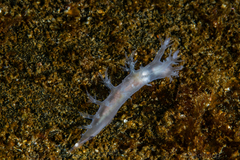 Dendronotus lacteus