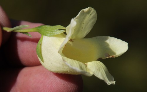 Image of Ixianthes retzioides by (c) Tony Rebelo, some rights reserved (CC BY-SA)