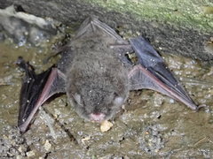 Myotis grisescens