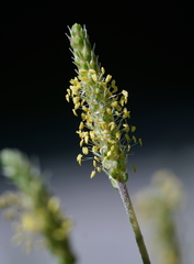 Plantago maritima serpentina