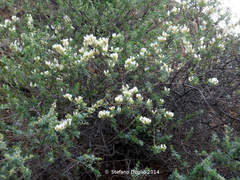 Chamaecytisus mollis