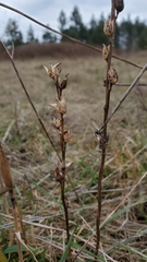 Castilleja levisecta