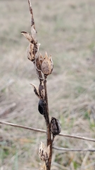 Castilleja levisecta