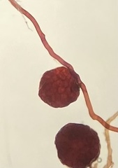 Imbribryum subapiculatum