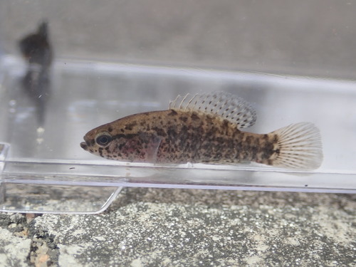 Banded Pygmy Sunfish