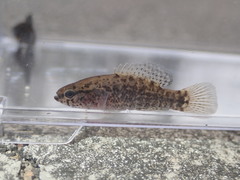 Banded Pygmy Sunfish photo 5