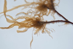 Punctaria tenuissima