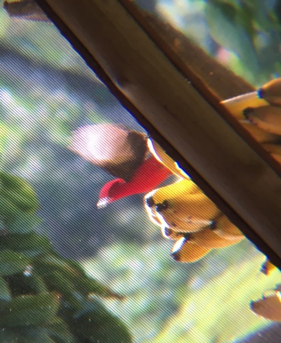 Tangara du Brésil (Ramphocelus bresilius)