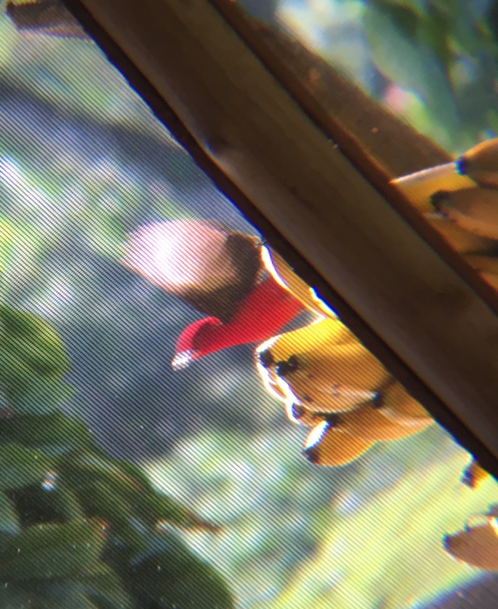 Brazilian Tanager (Ramphocelus bresilius)
