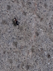 Anthelephila pedestris