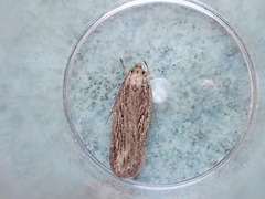Depressaria daucella