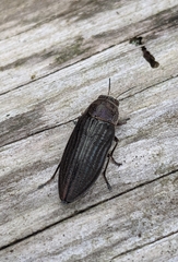 Buprestis striata