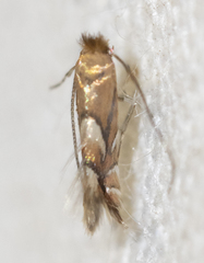 Phyllonorycter aeriferella