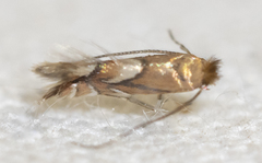 Phyllonorycter aeriferella