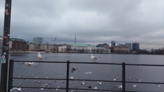 Chroicocephalus ridibundus