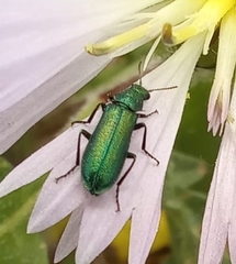 Psilothrix viridicoerulea