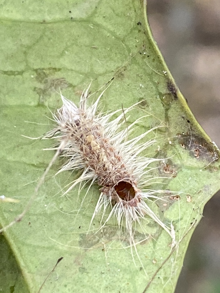 Insects from Eudora Park, Vienna, VA, US on March 28, 2021 at 0530 PM