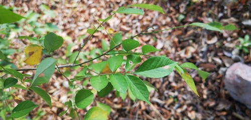 Lonchocarpus minimiflorus - Whole tree