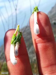 Erica thomae thomae