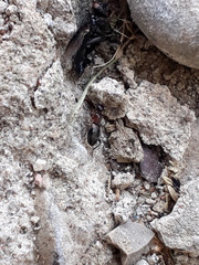 Anthelephila pedestris