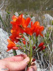 Pillansia templemannii