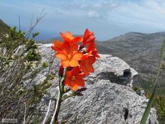 Pillansia templemannii