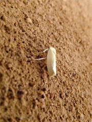 Earias chlorodes