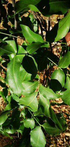 Melicoccus bijugatus - Whole tree