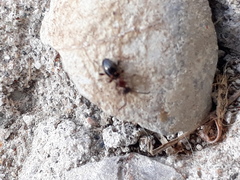 Anthelephila pedestris