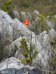 Pillansia templemannii