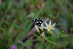 Pseudothyris sepulchralis