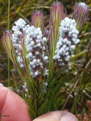 Spatalla mollis