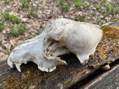 Canis familiaris