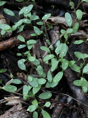 Claytonia caroliniana